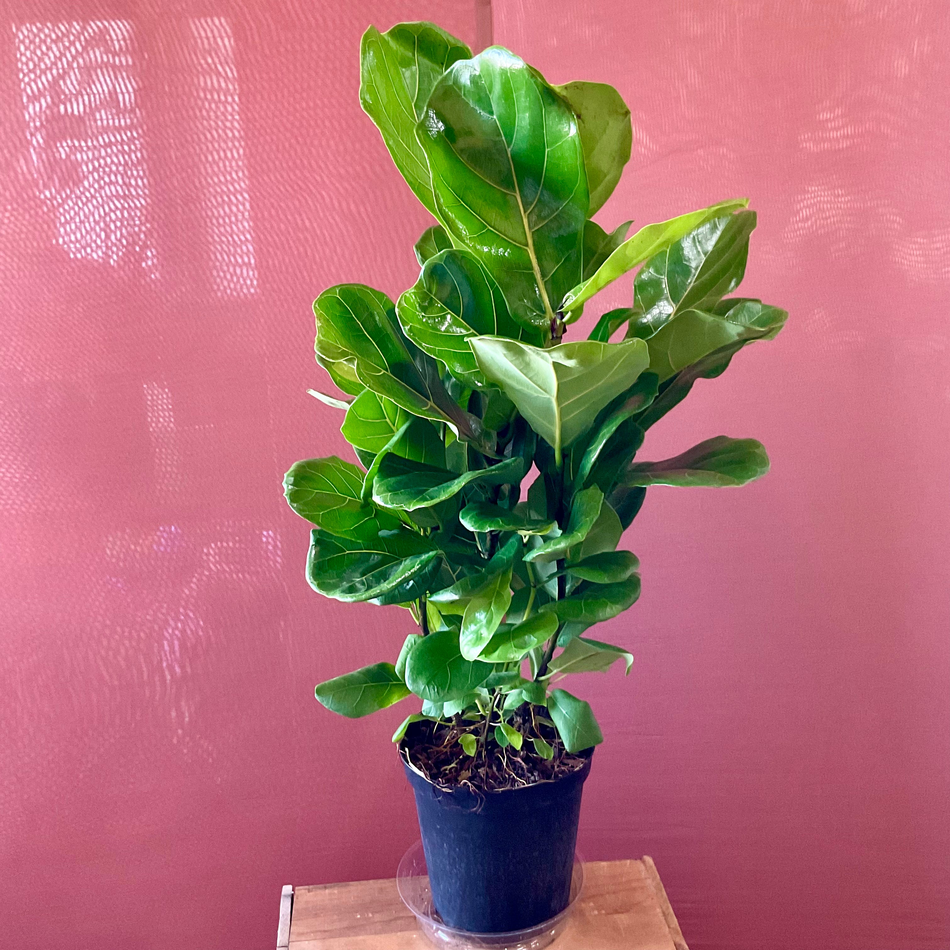 Fiddle Leaf Fig - Medium - GB