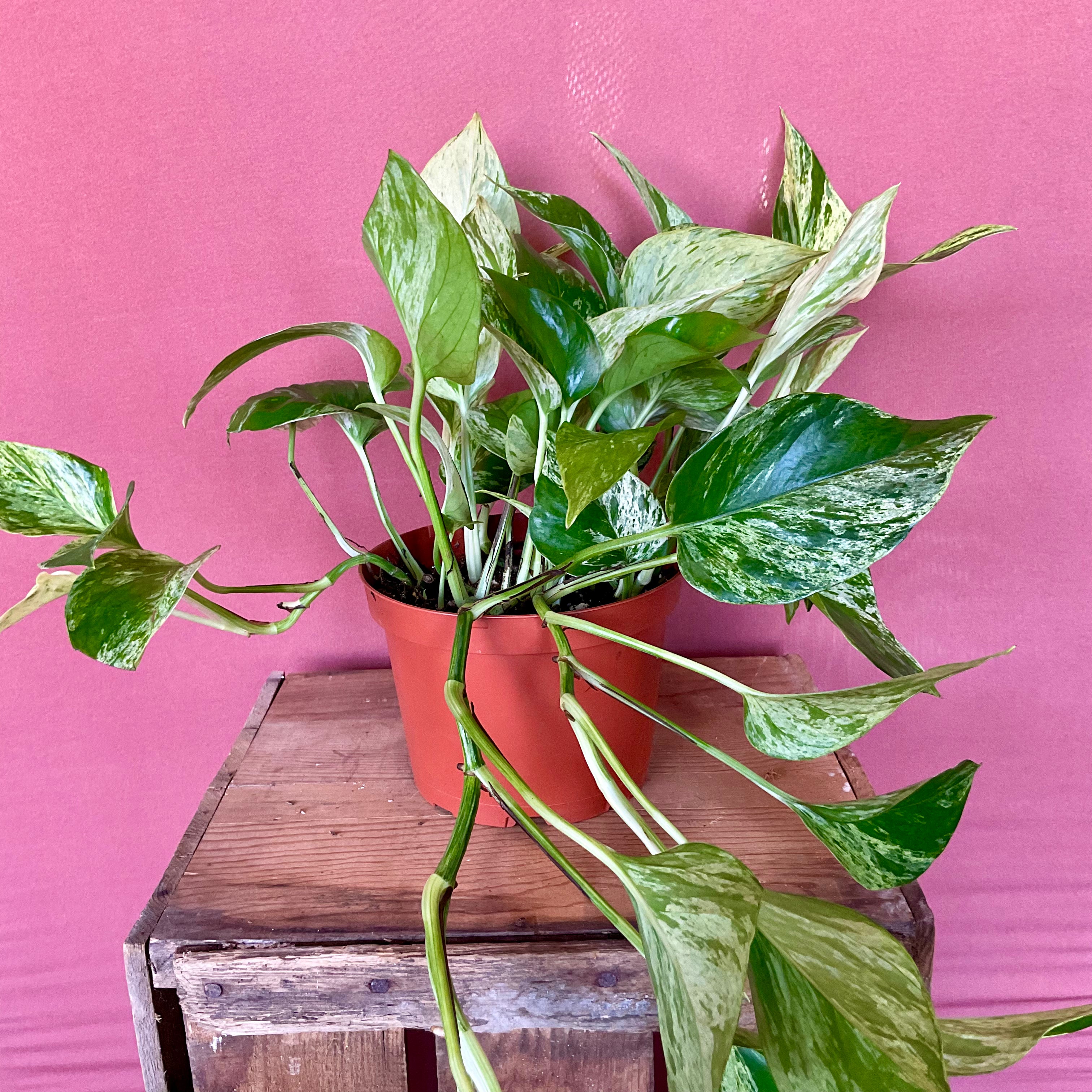 Golden Pothos - Medium - GB