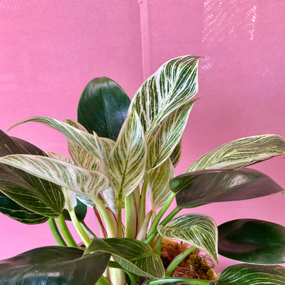 Philodendron Birkin - Medium - GB