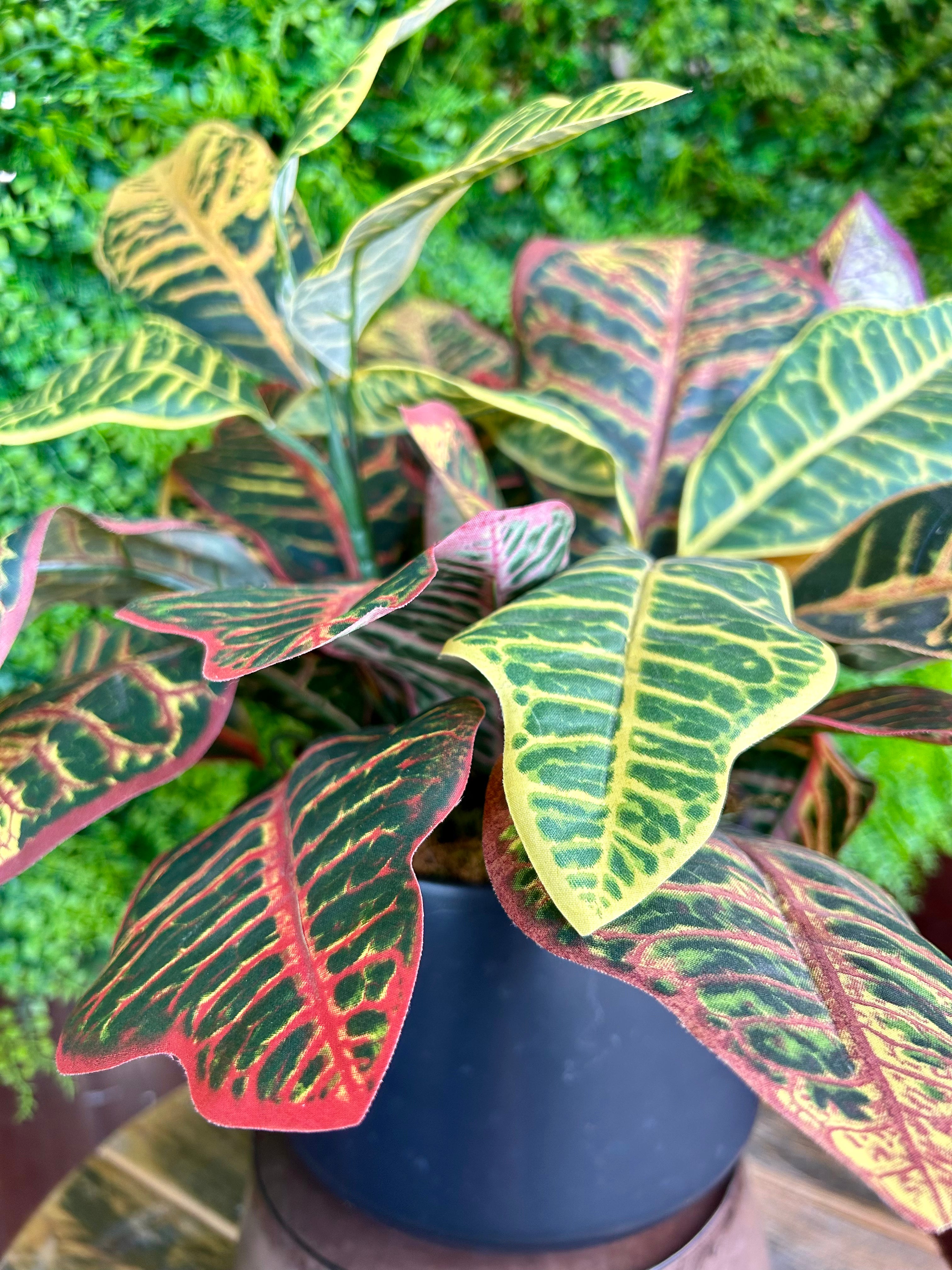 6 inch Silk Potted Croton