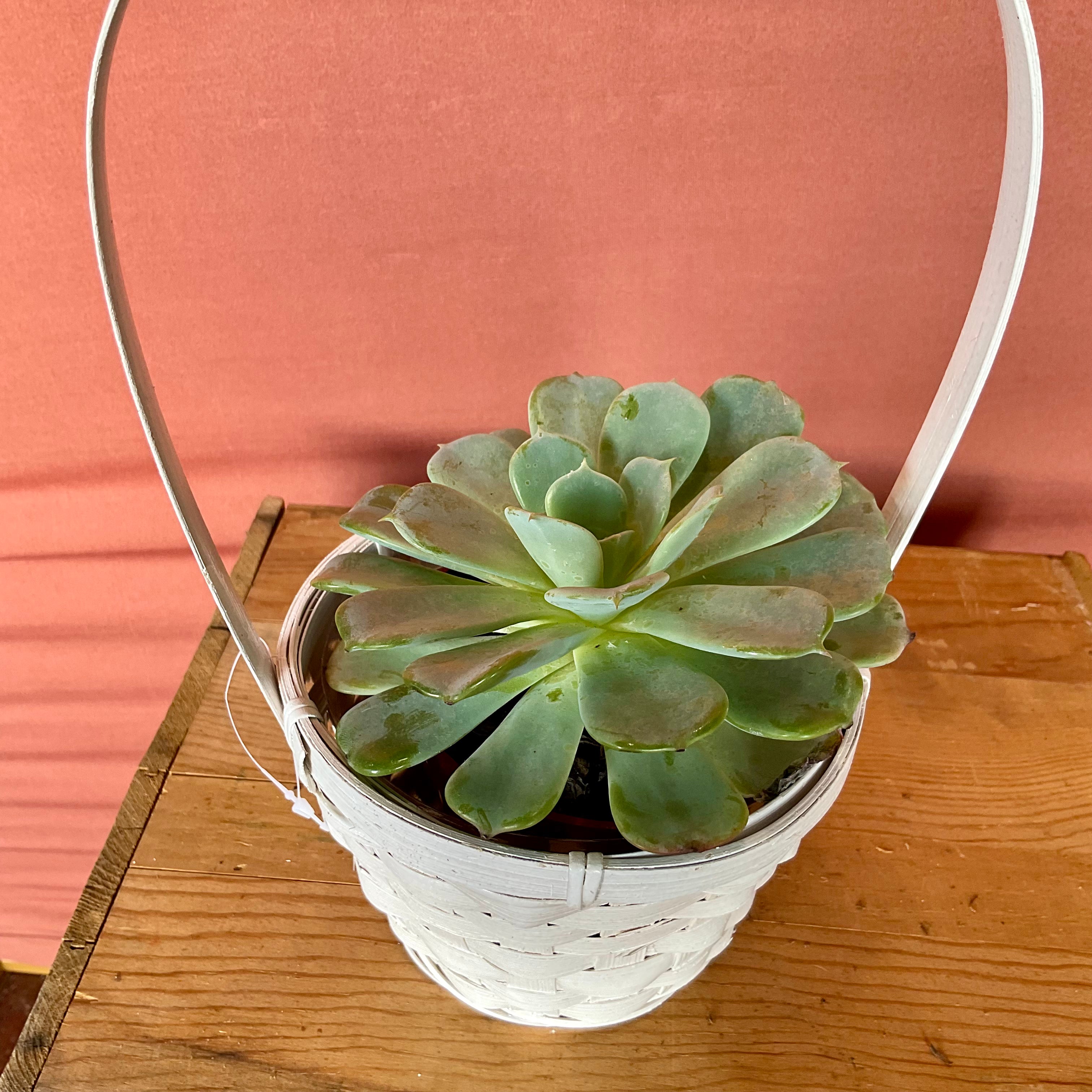 Small Succulent with NO POT - Great Bend