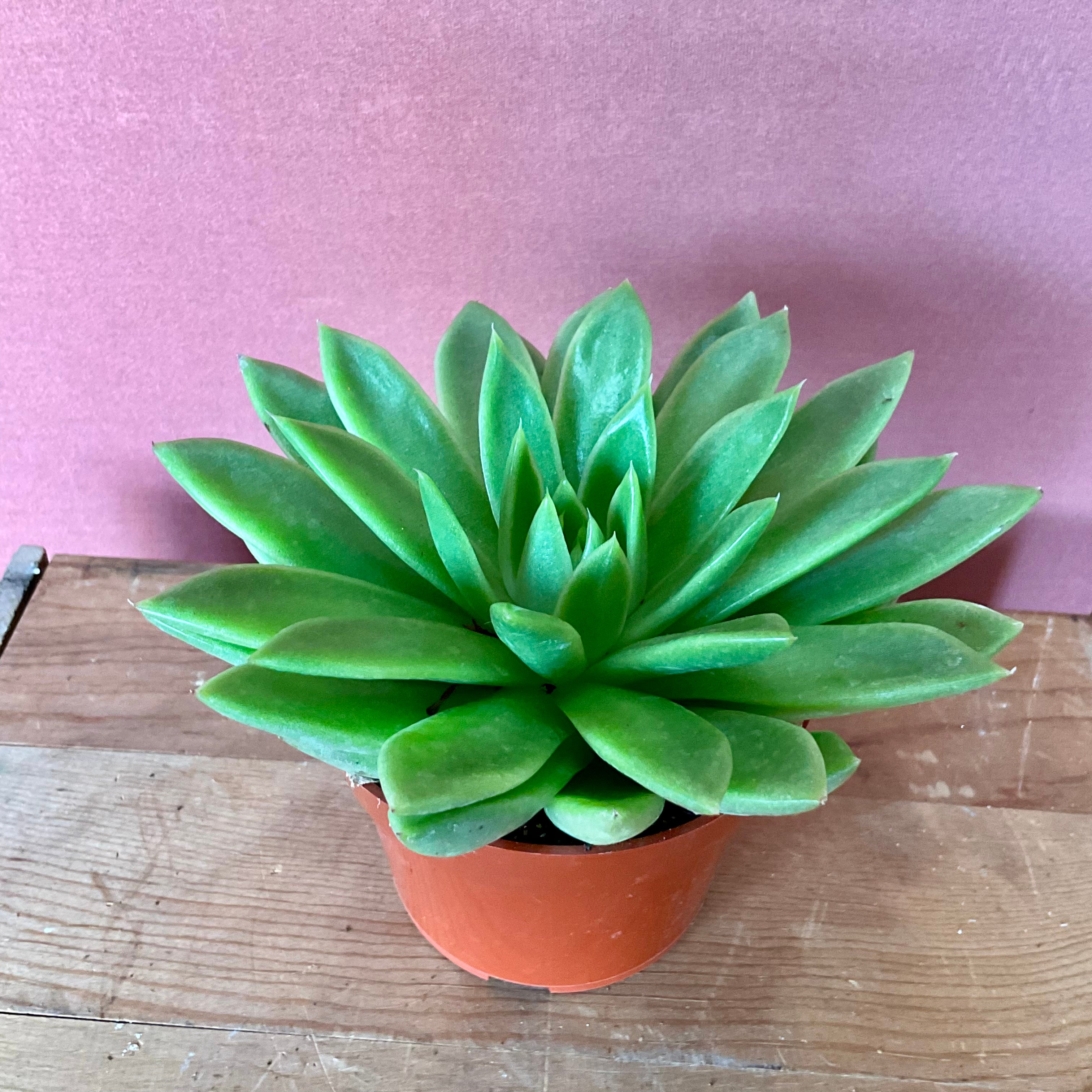 Succulent with NO POT - Small - GB