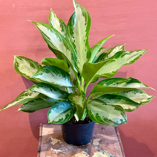 Aglaonema Gold - Medium - LY