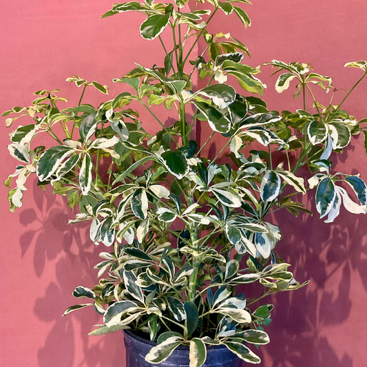 Arboricola Schefflera - Large - GB