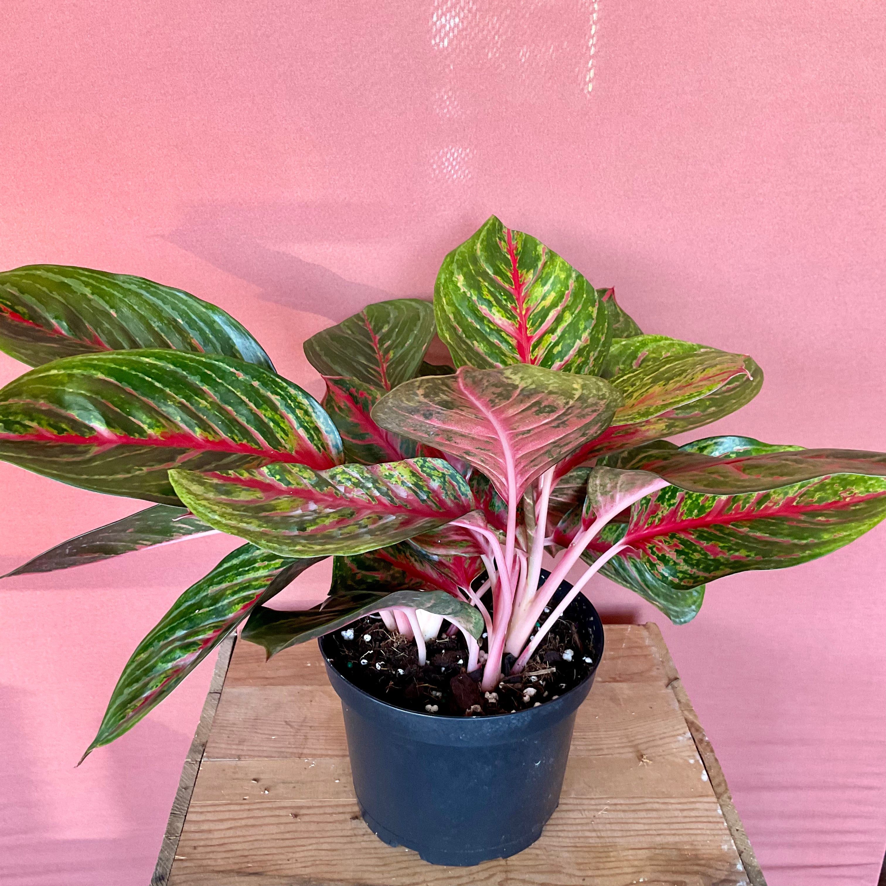 Aglaonema Red - Medium- GB