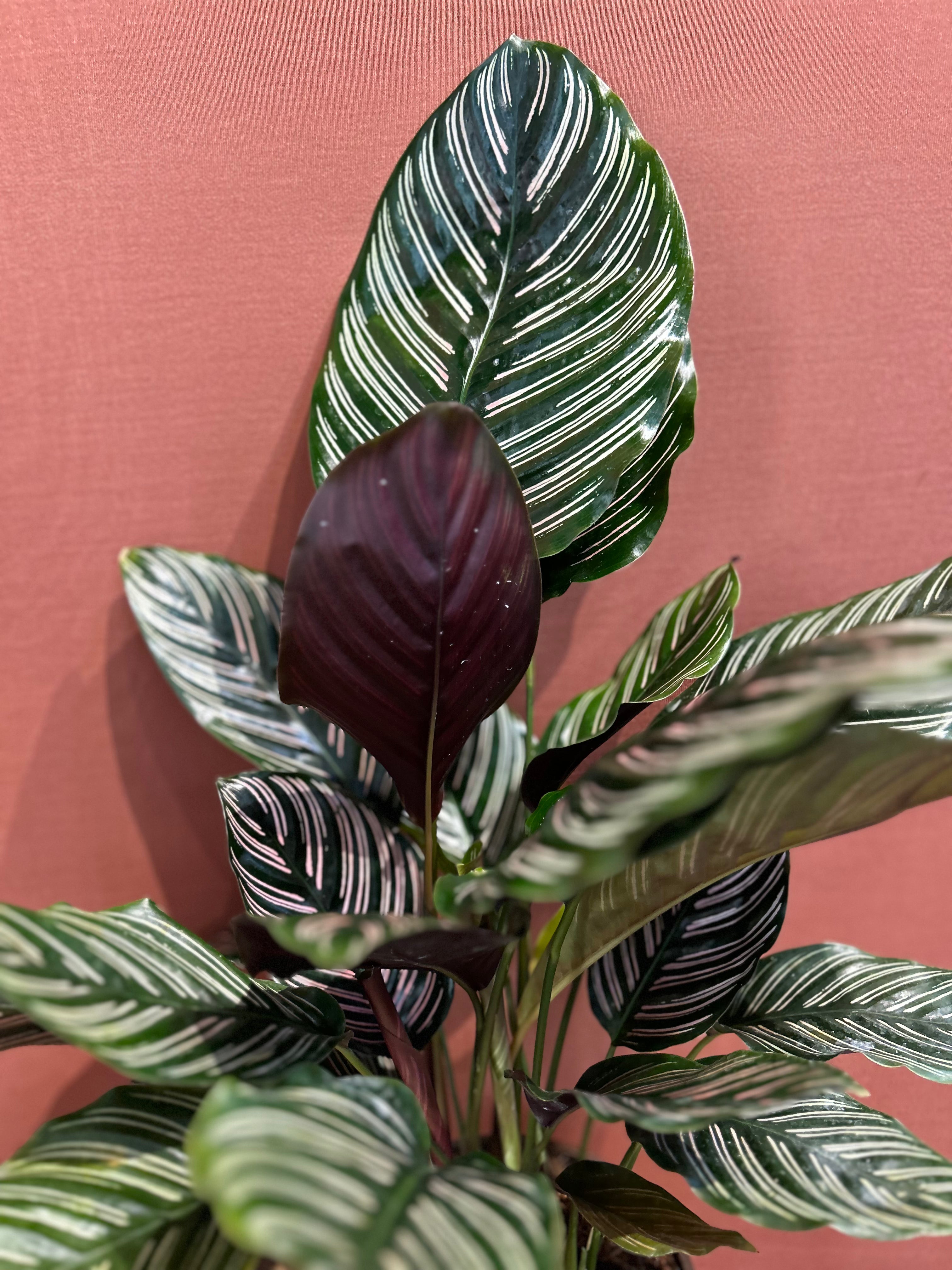 Calathea  - Medium - GB