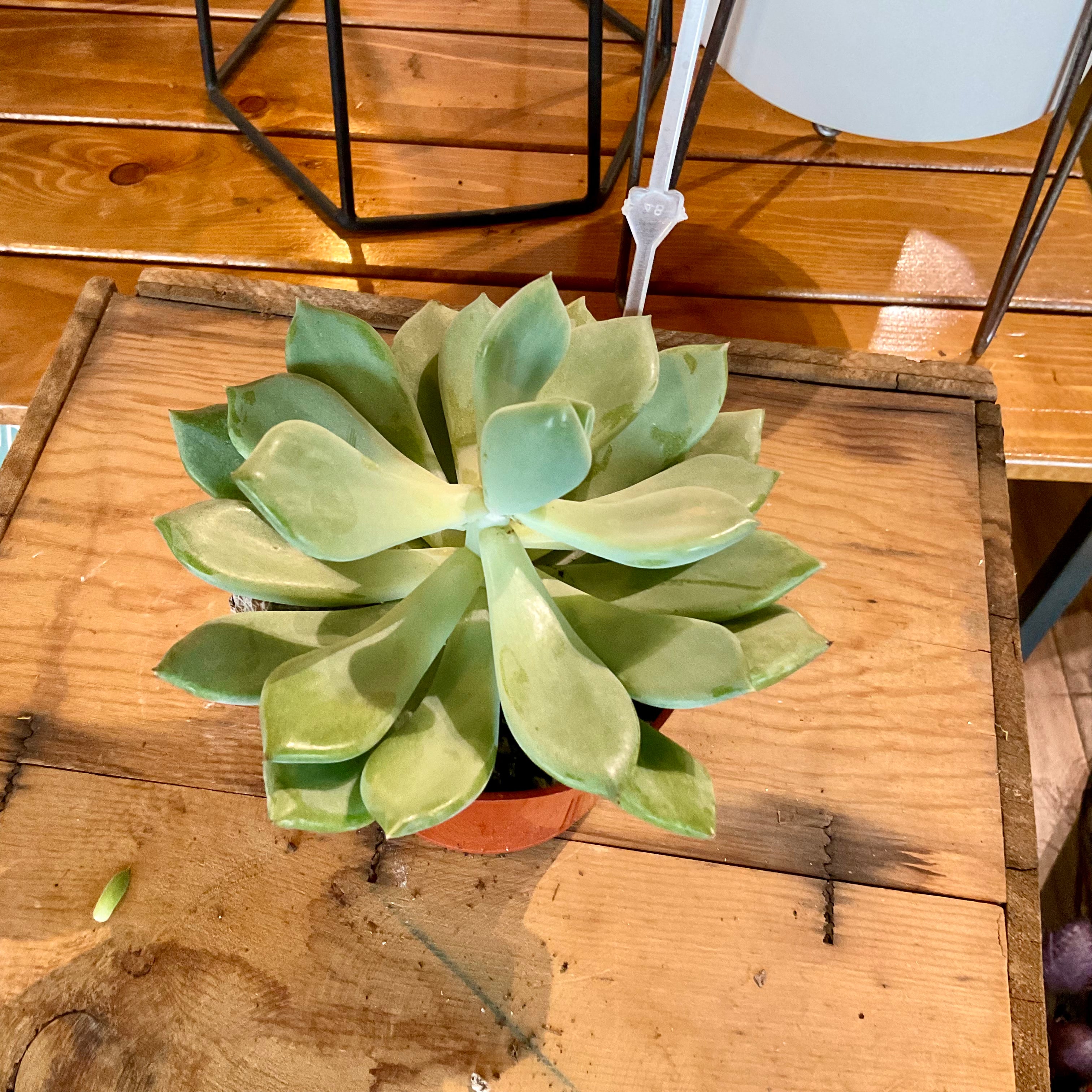 Succulent with NO POT - Small -LY