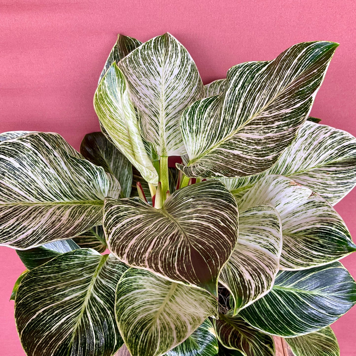 Philodendron Birkin - Medium - GB