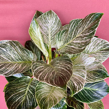 Philodendron Birkin - Medium - GB