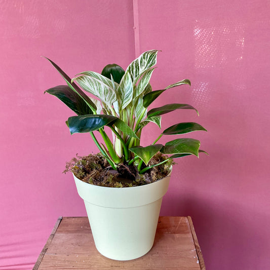Philodendron Birkin - Medium - GB