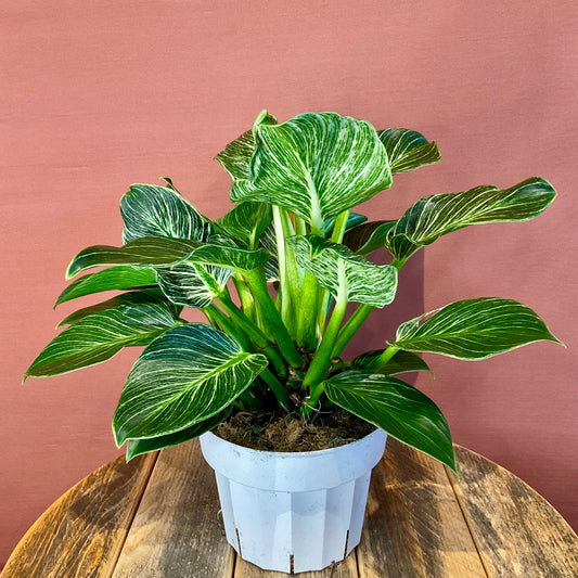 Philodendron Birkin - Medium - GB