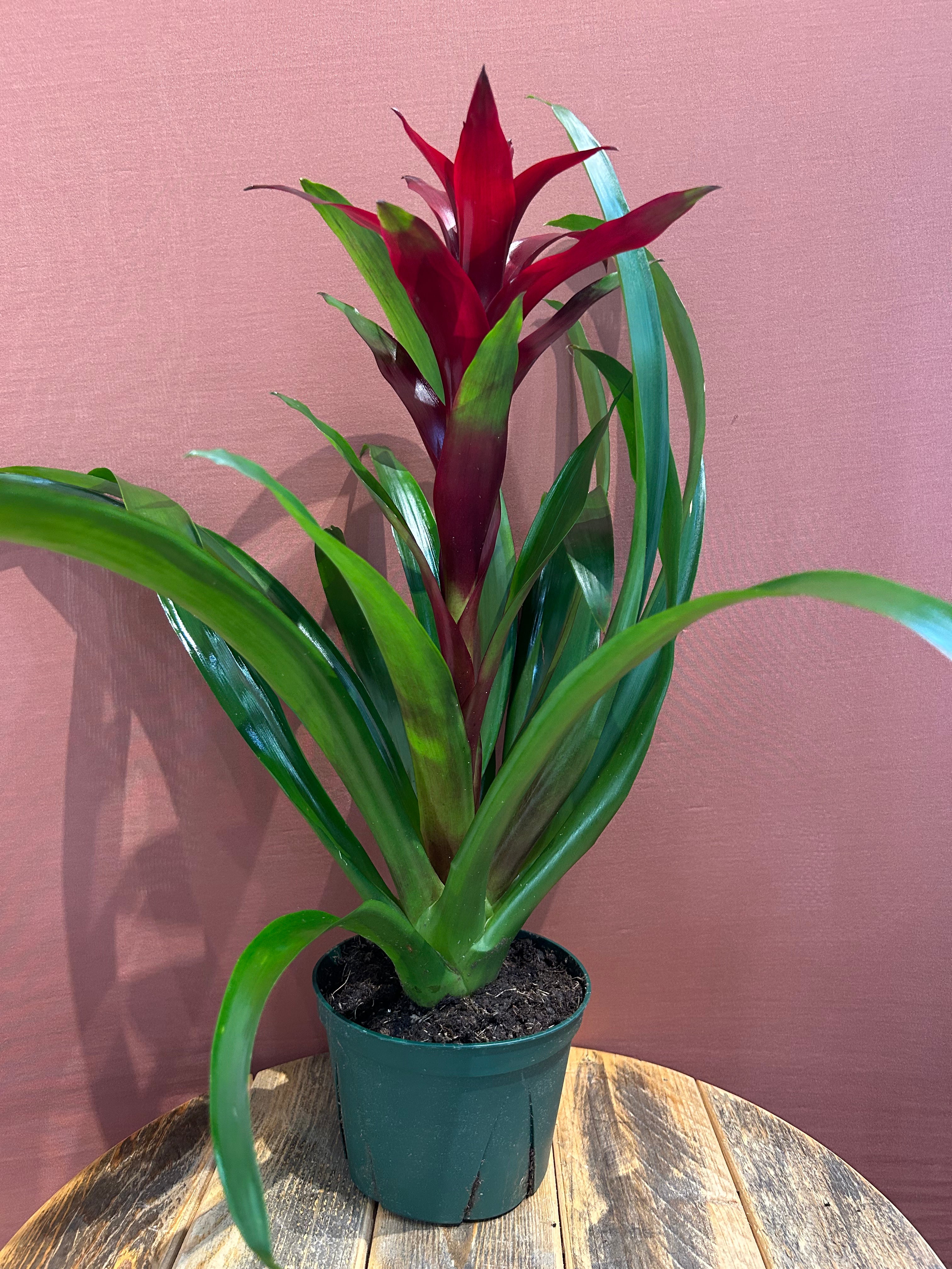 Bromeliad- Medium - GB