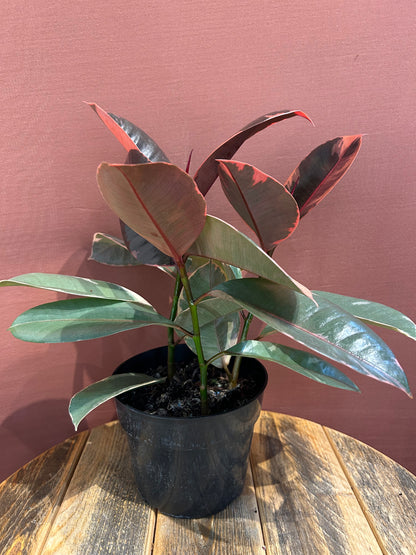 Rubber Tree - Medium - GB