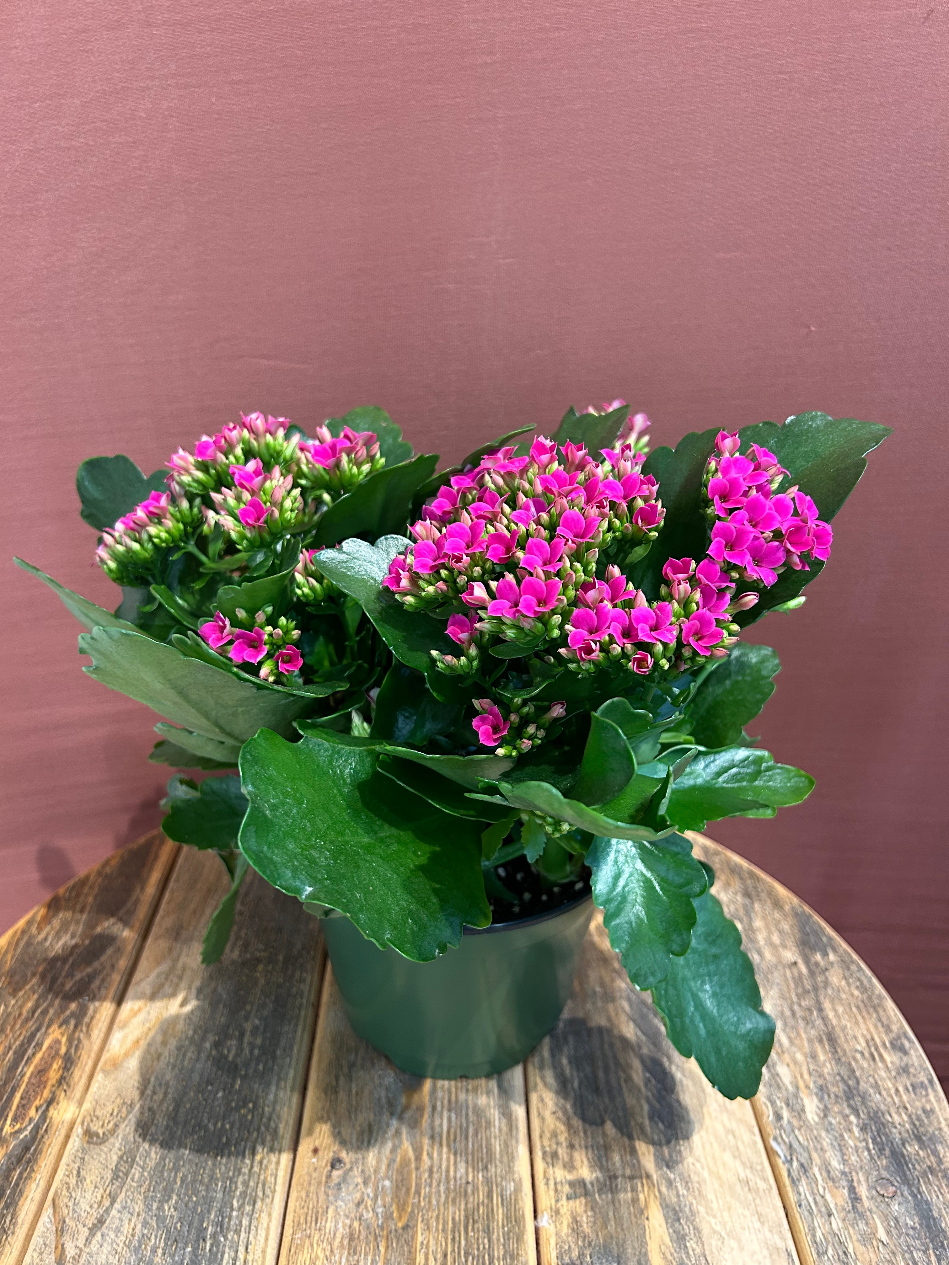 Kalanchoe- medium- GB