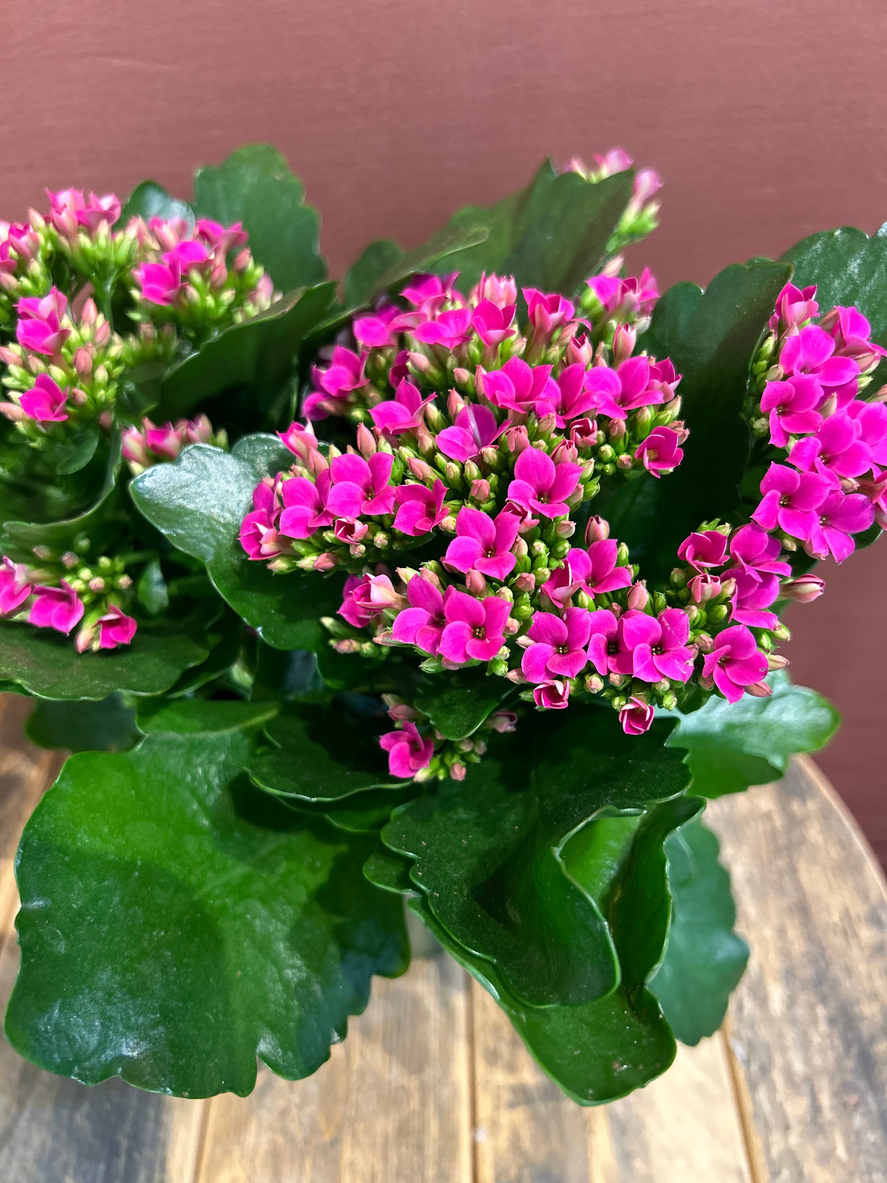 Kalanchoe- medium- GB