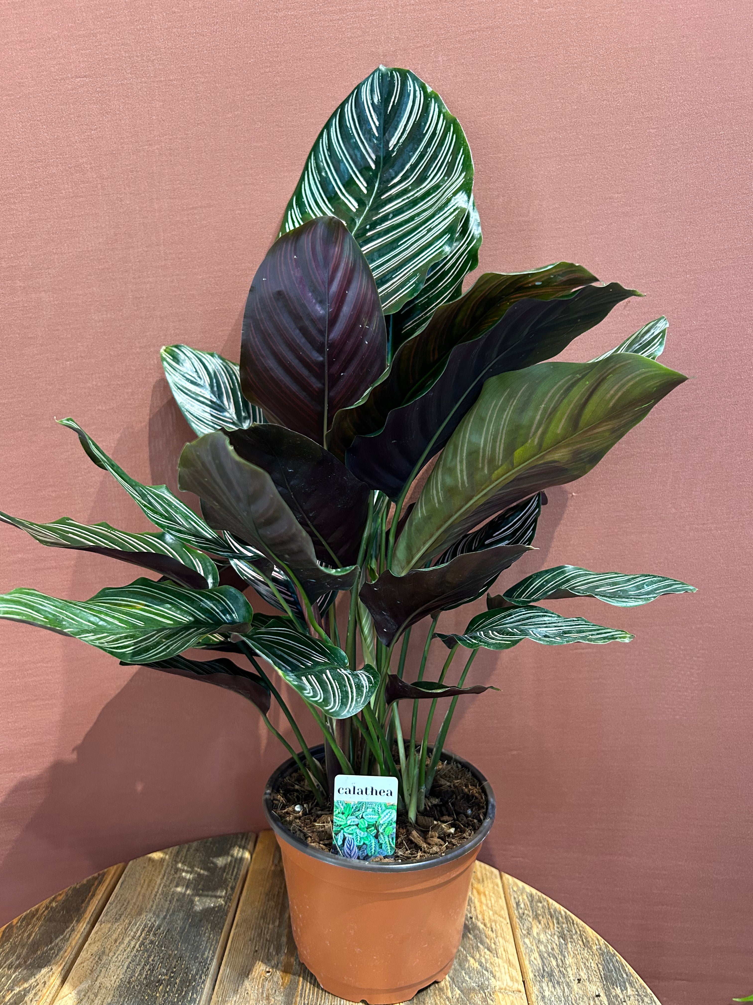 Calathea  - Medium - GB