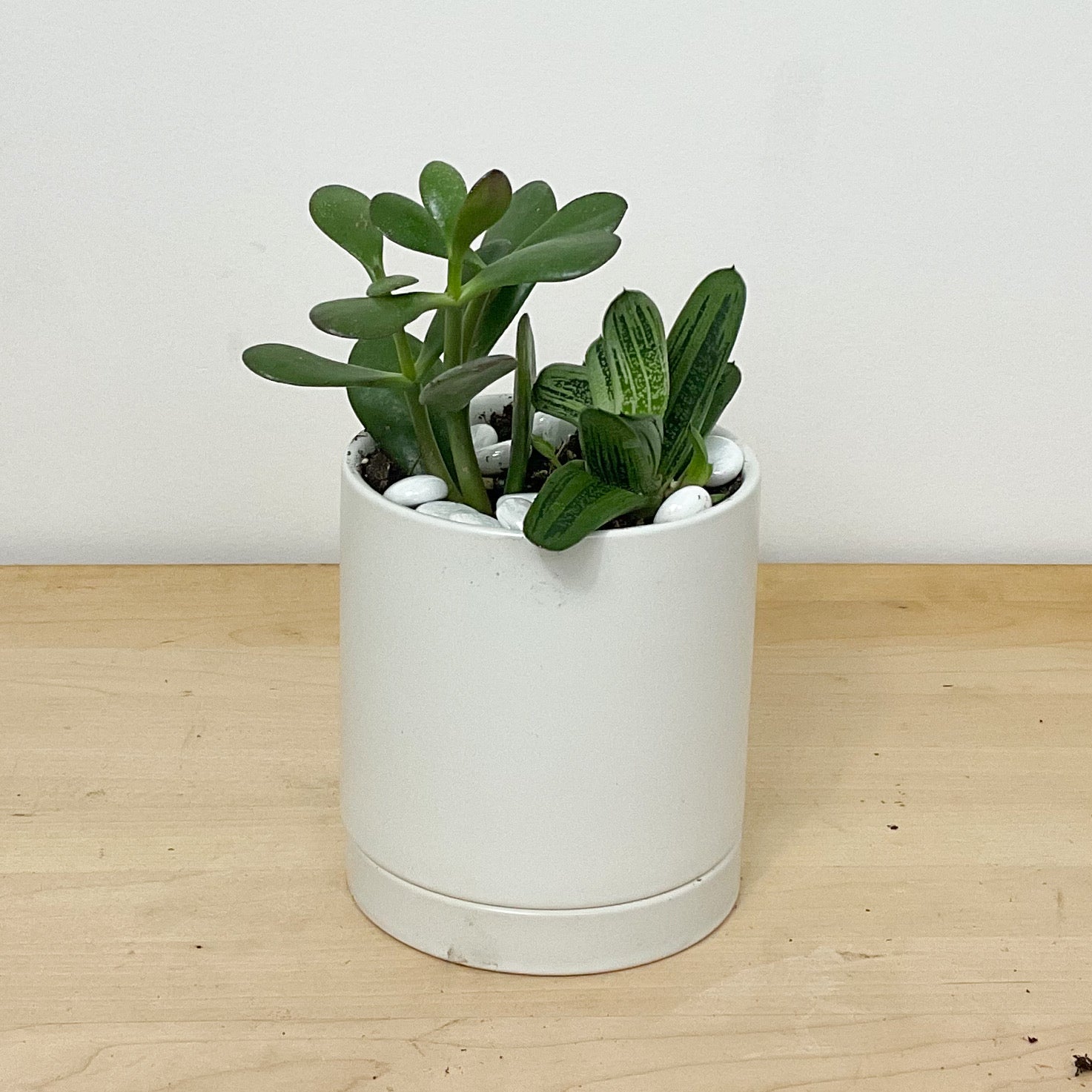 Succulent - Small - Lyons