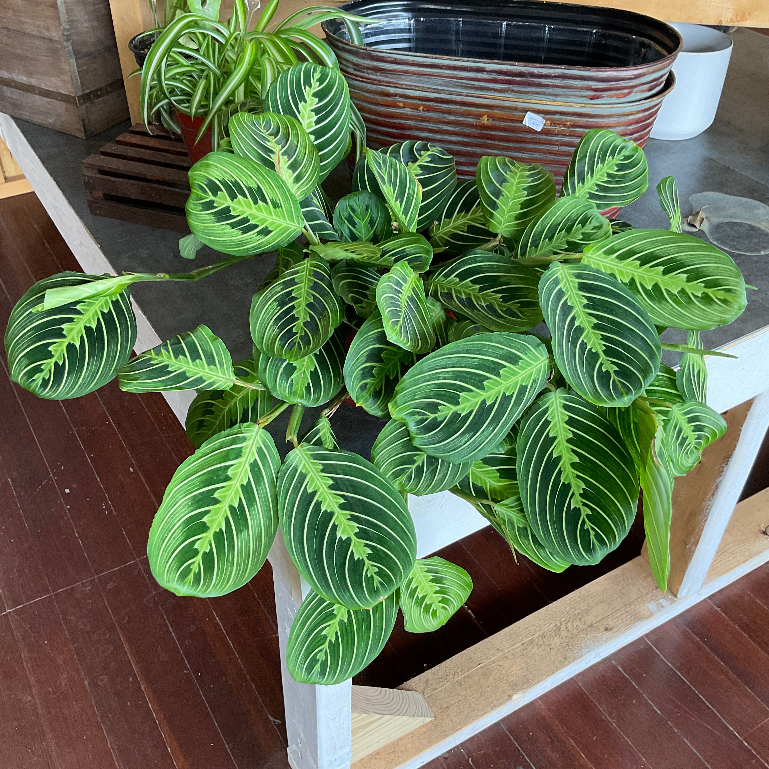 Prayer Plant - Medium - GB