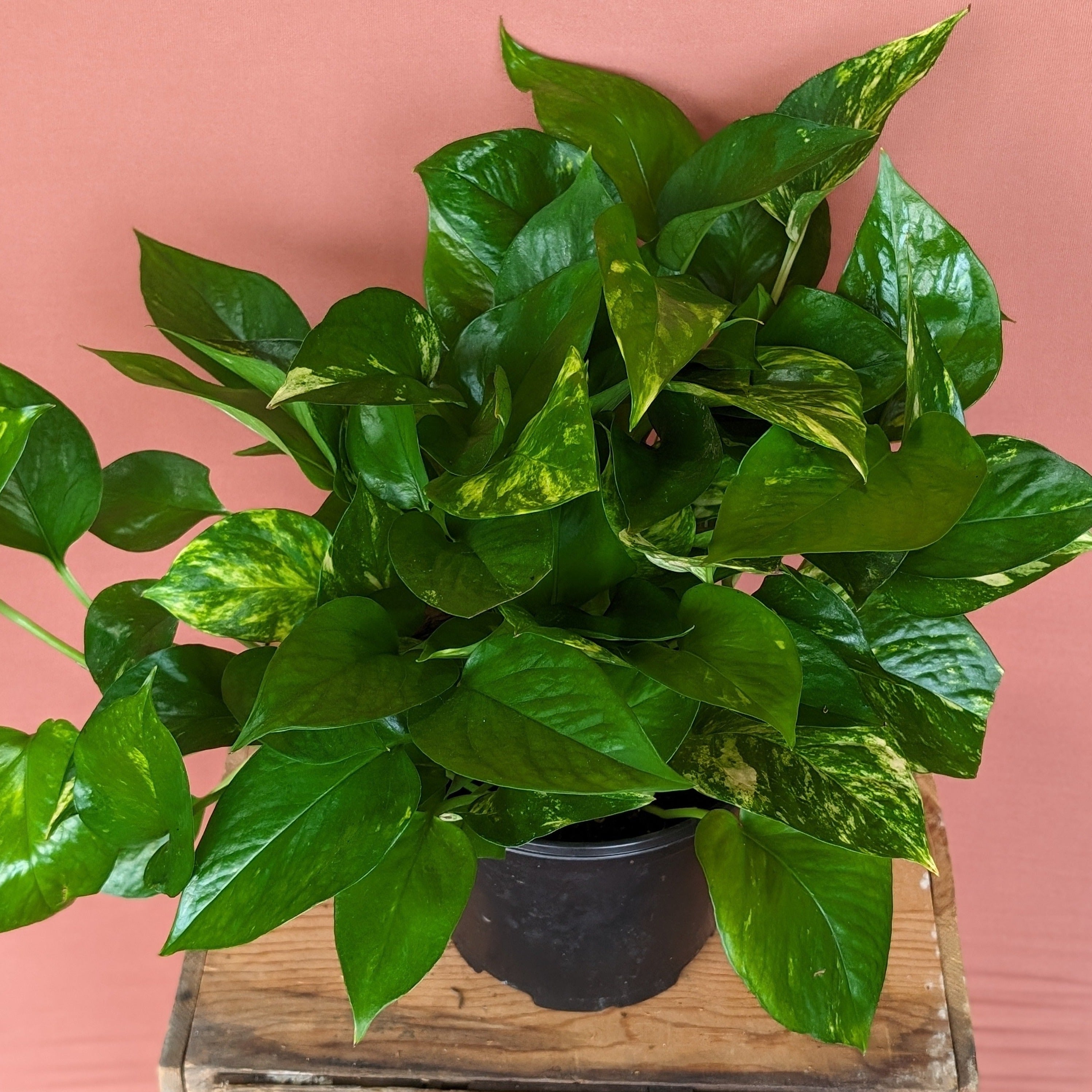 Golden Pothos - Medium - GB