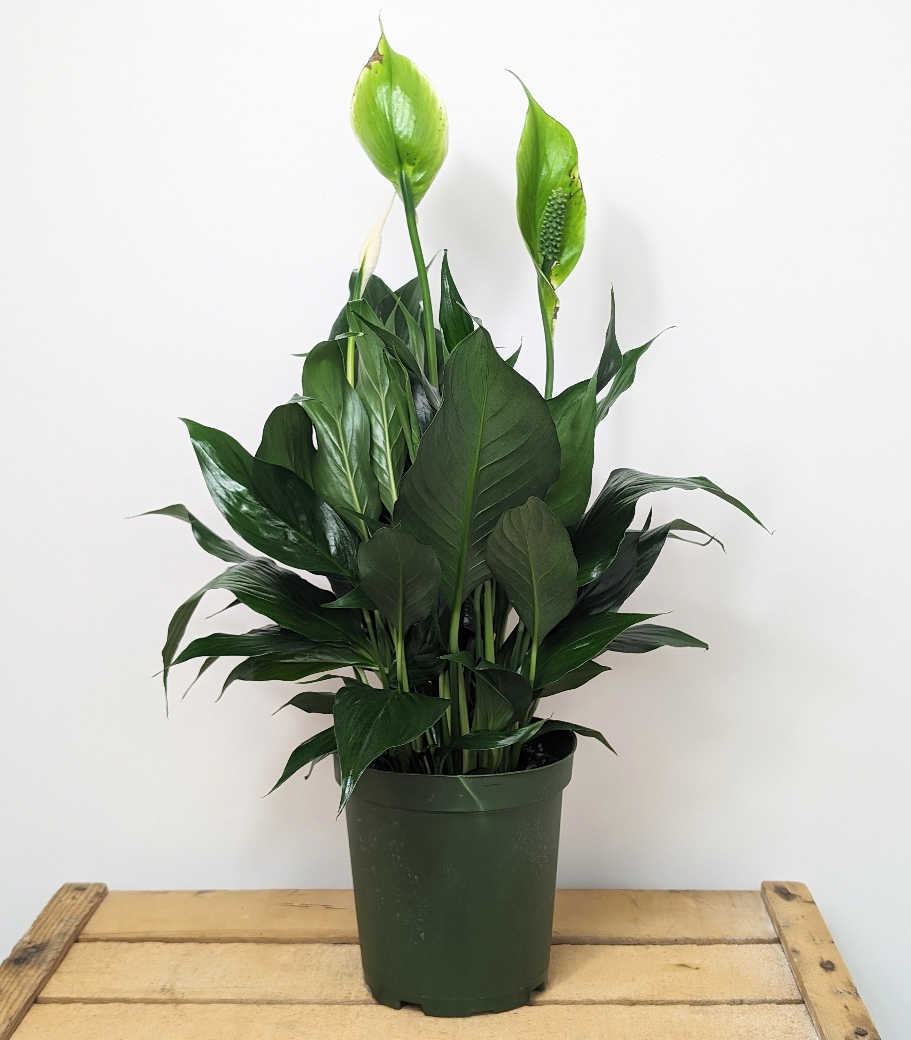 Peace Lily - Large - LY