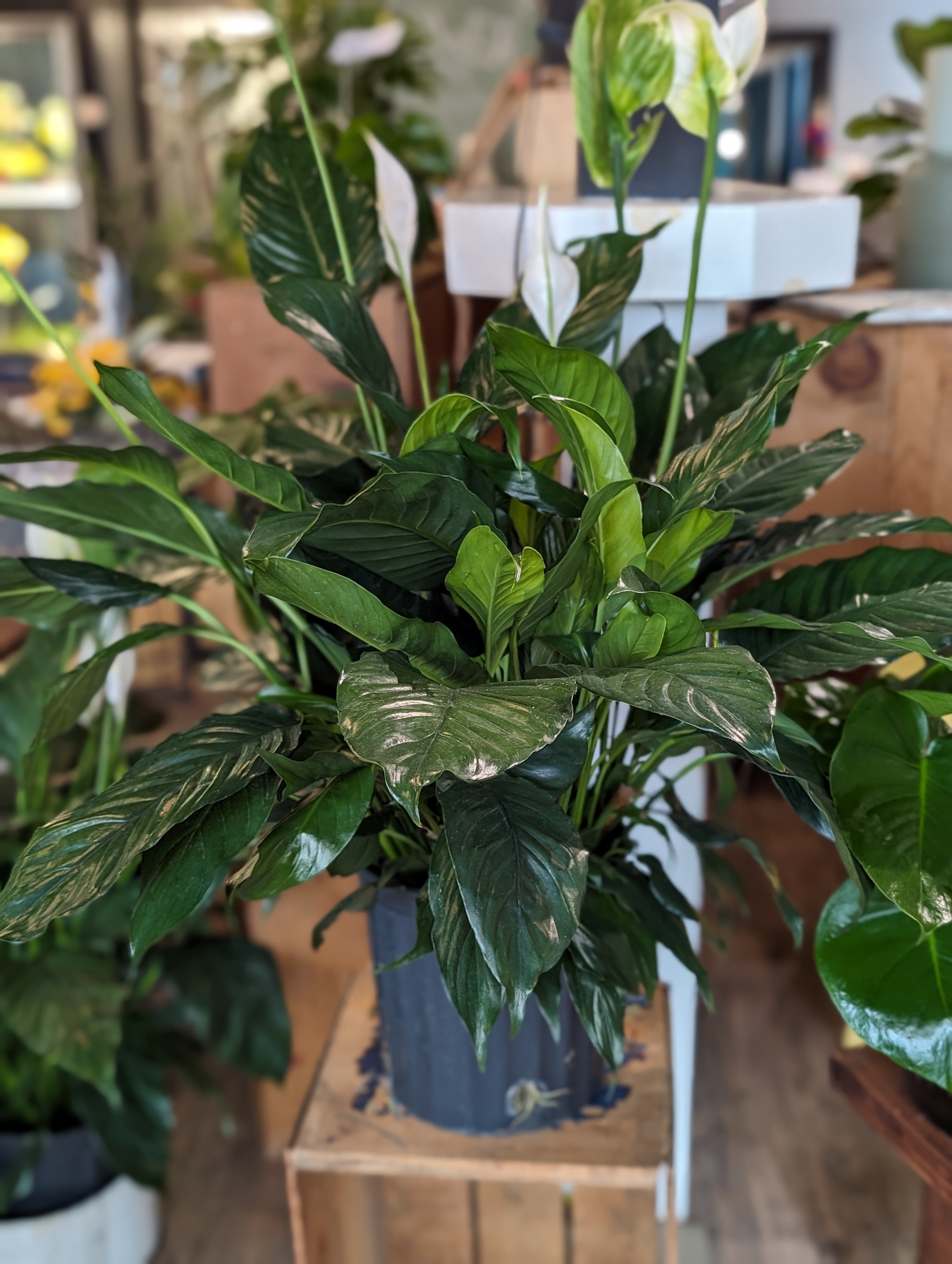 Peace Lily - Large - LY