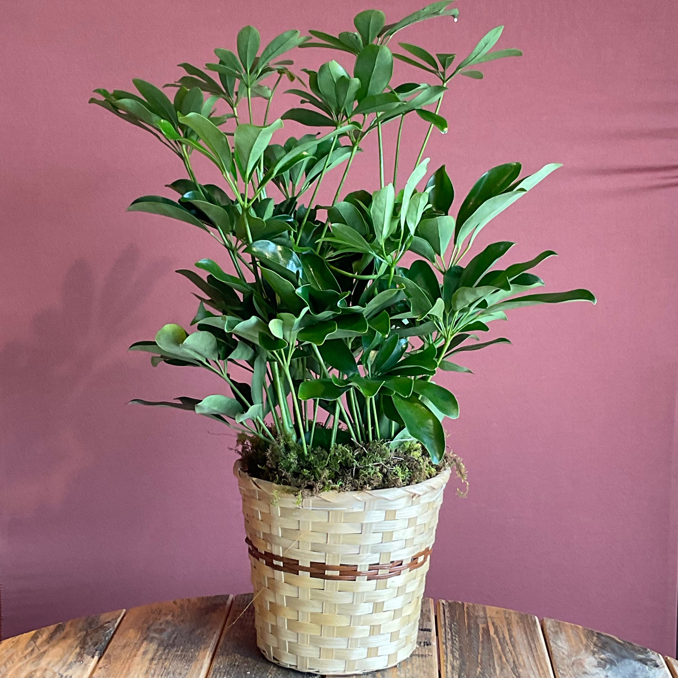 Arboricola Schefflera - Large - LY