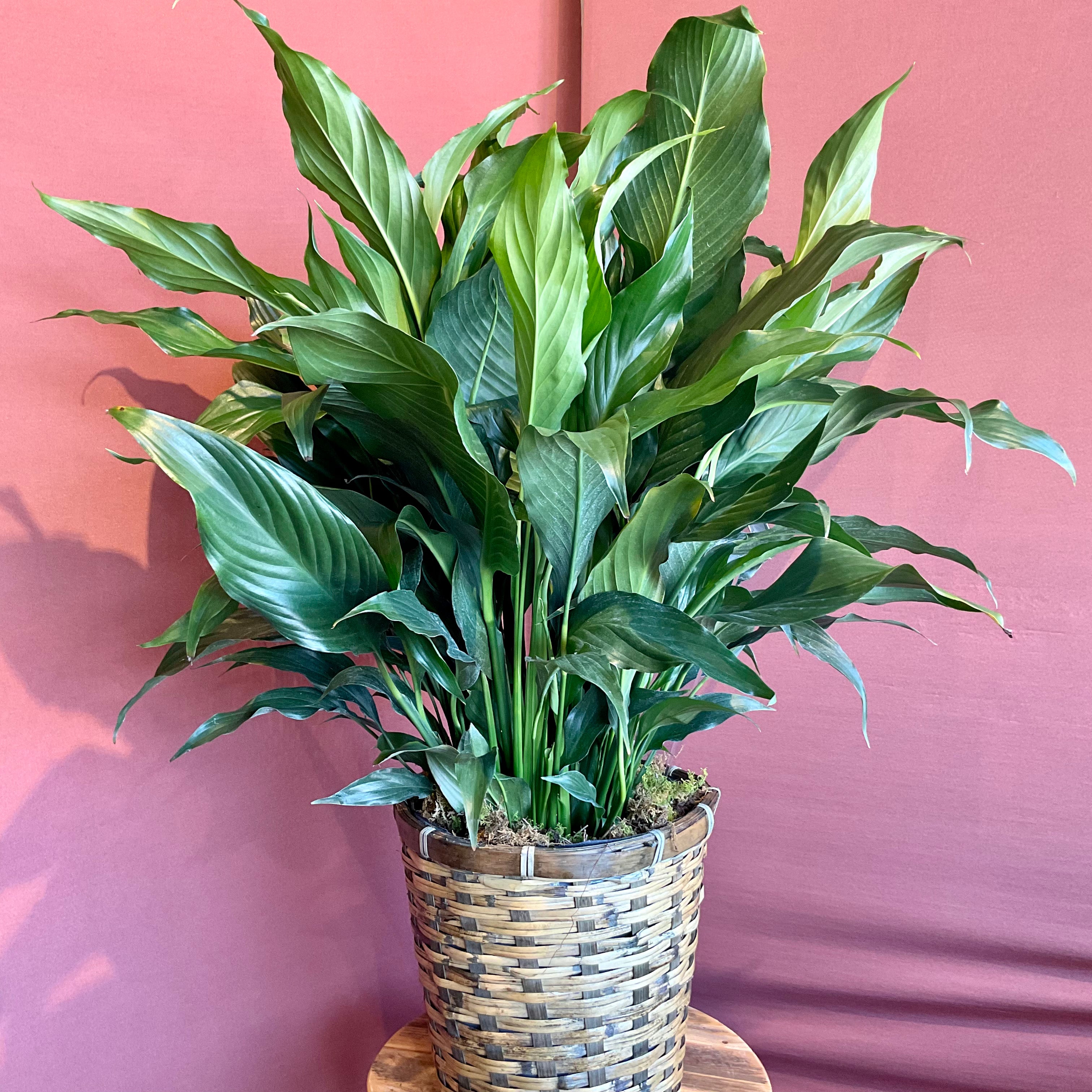 Peace Lily - Large - LY