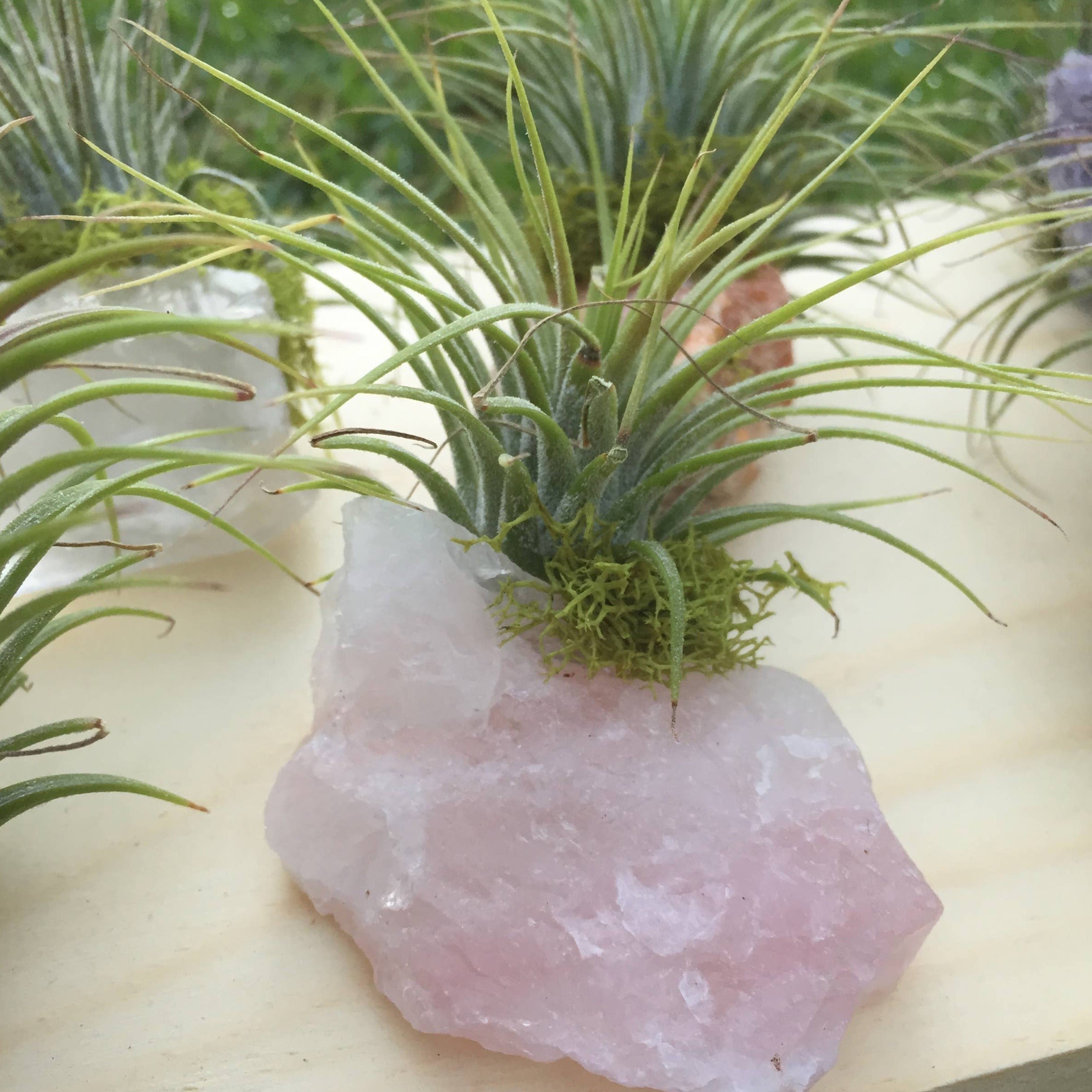 Rose Quartz crystal with air plant